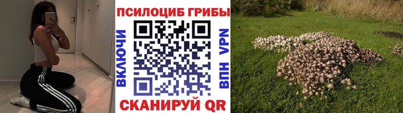 сколько стоит  Свободный  Псилоцибиновые грибы Cubensis 